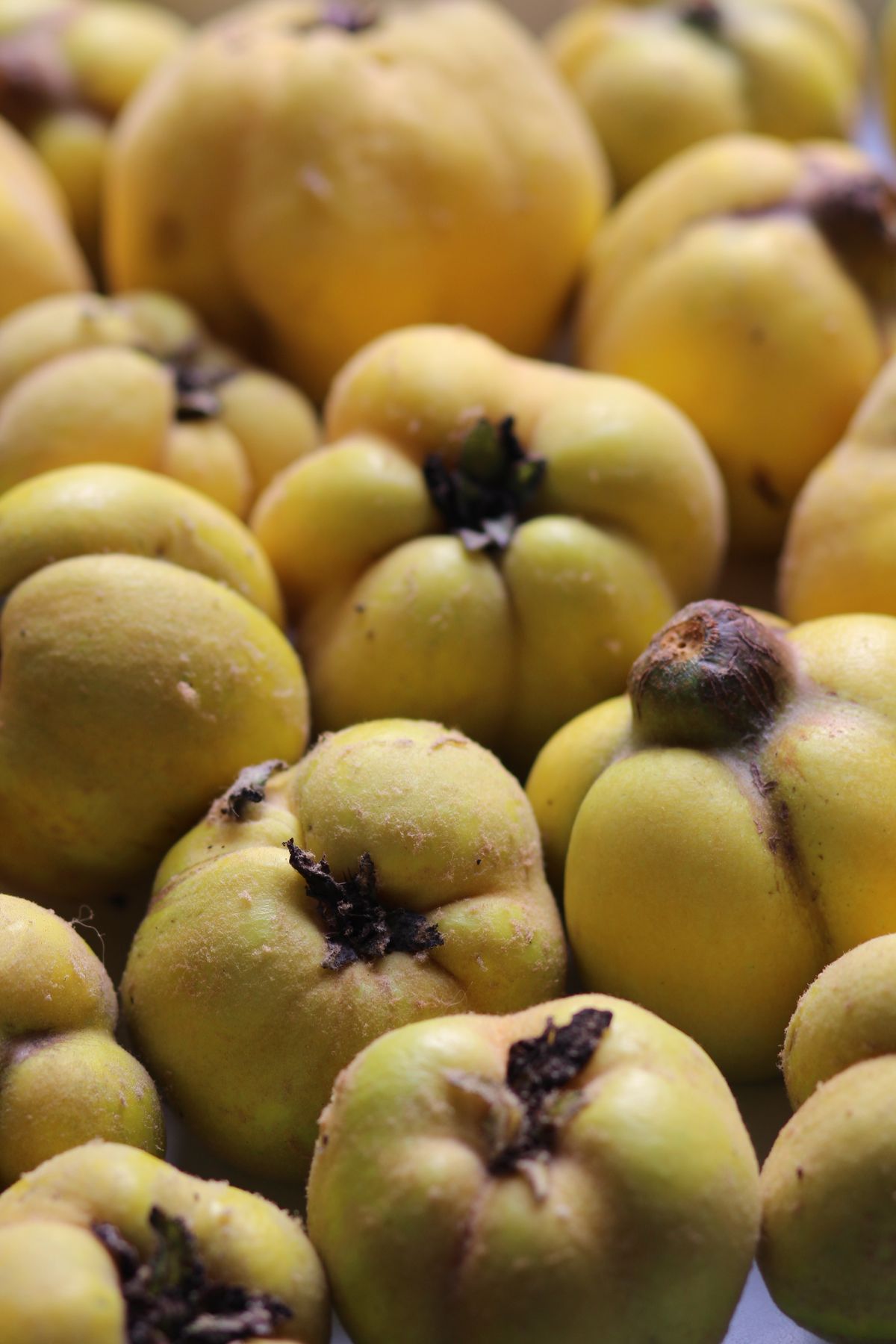 Dzeltenas cidonijas ar raksturīgu formu un tekstūru